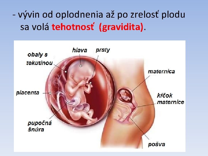 - vývin od oplodnenia až po zrelosť plodu sa volá tehotnosť (gravidita). 