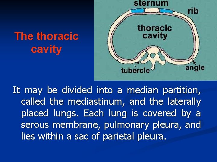 The thoracic cavity It may be divided into a median partition, called the mediastinum,