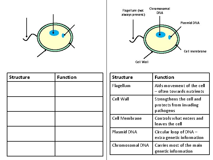 Flagellum (not always present) Chromosomal DNA Plasmid DNA Cell membrane Cell Wall Structure Function