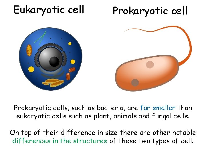 Eukaryotic cell Prokaryotic cells, such as bacteria, are far smaller than eukaryotic cells such