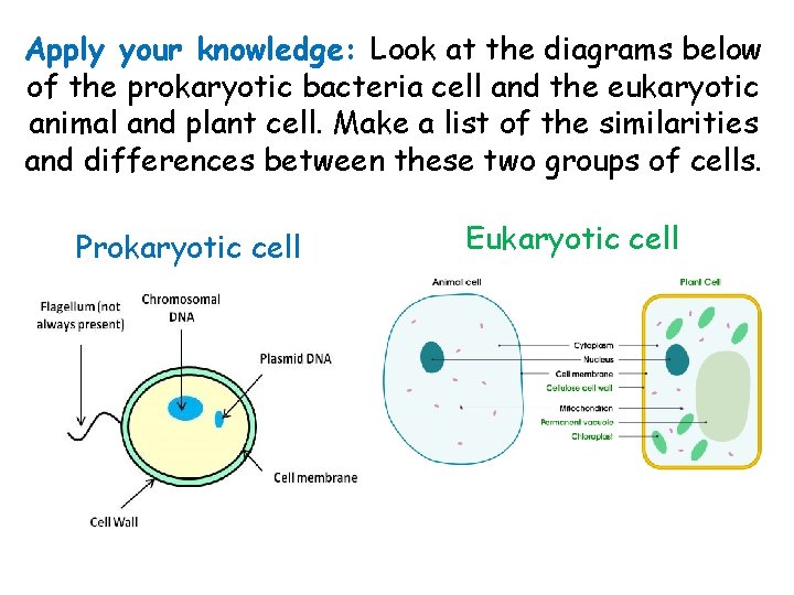 Apply your knowledge: Look at the diagrams below of the prokaryotic bacteria cell and