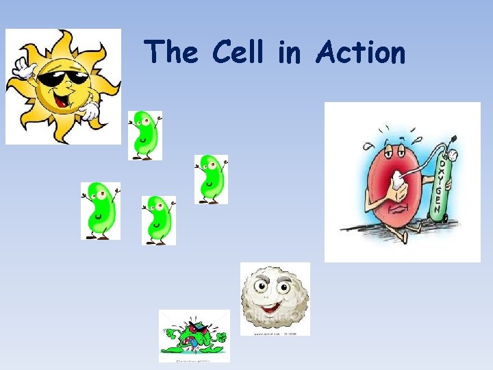The Cell in Action 