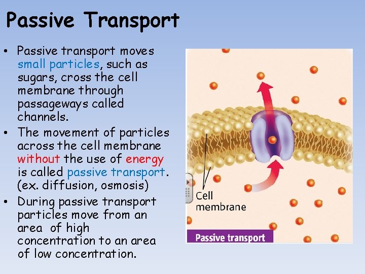 Passive Transport • Passive transport moves small particles, such as sugars, cross the cell