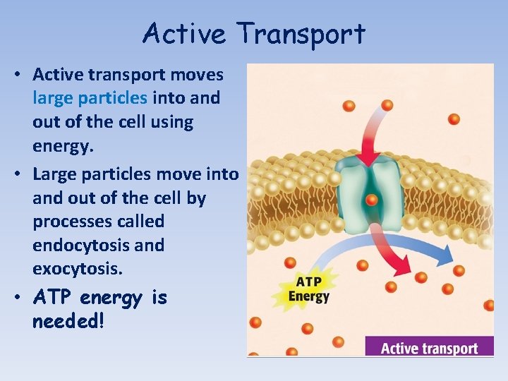Active Transport • Active transport moves large particles into and out of the cell