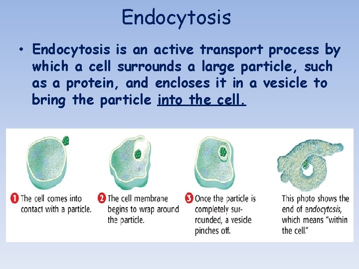 Endocytosis • Endocytosis is an active transport process by which a cell surrounds a