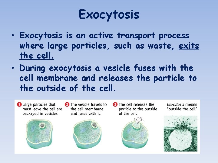 Exocytosis • Exocytosis is an active transport process where large particles, such as waste,