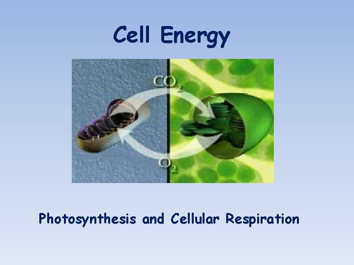 Cell Energy Photosynthesis and Cellular Respiration 