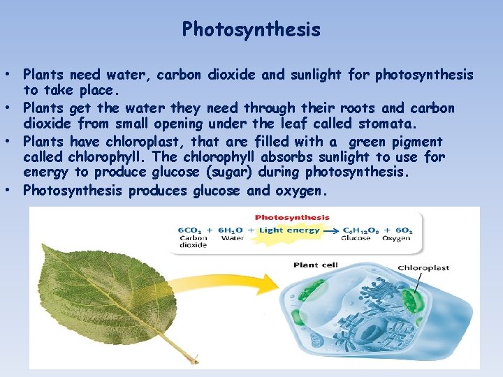 Photosynthesis • Plants need water, carbon dioxide and sunlight for photosynthesis to take place.