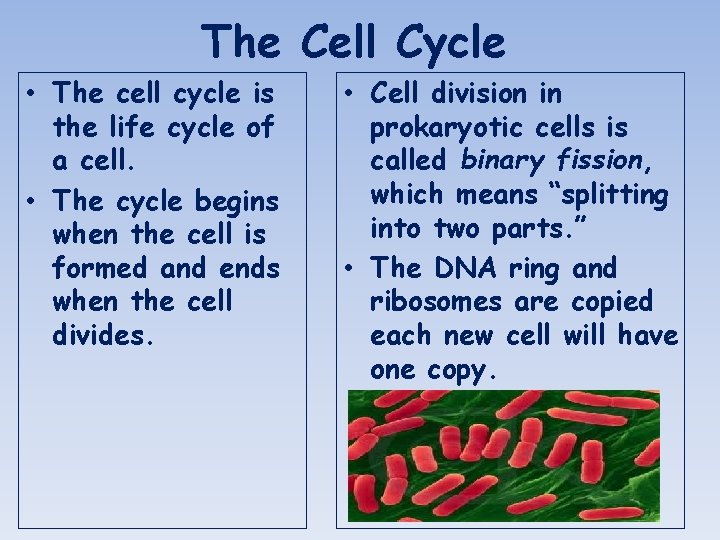 The Cell Cycle • The cell cycle is the life cycle of a cell.