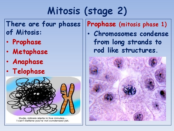 Mitosis (stage 2) There are four phases of Mitosis: • Prophase • Metaphase •
