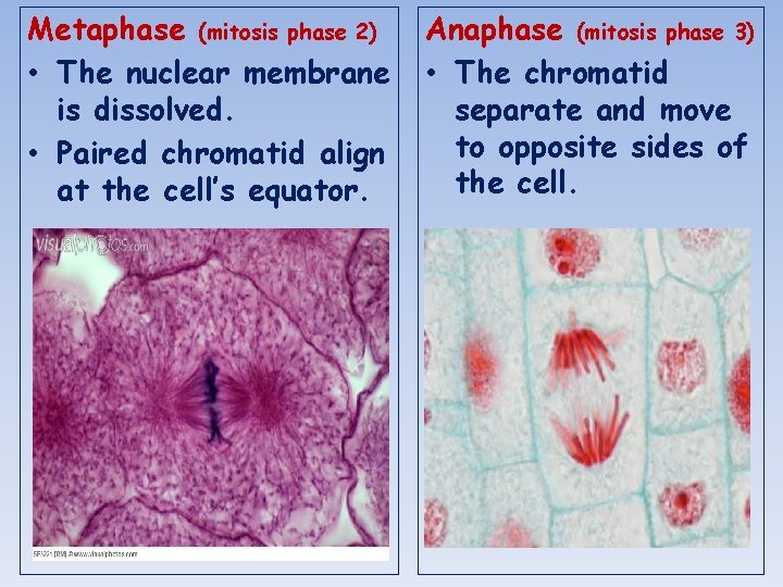 Metaphase (mitosis phase 2) • The nuclear membrane is dissolved. • Paired chromatid align