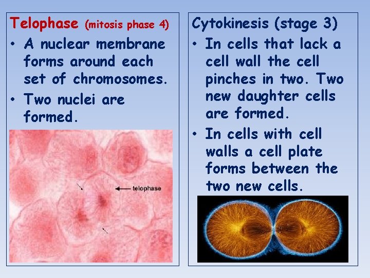 Telophase (mitosis phase 4) • A nuclear membrane forms around each set of chromosomes.
