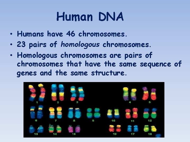 Human DNA • Humans have 46 chromosomes. • 23 pairs of homologous chromosomes. •