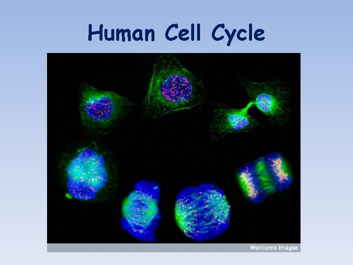 Human Cell Cycle 