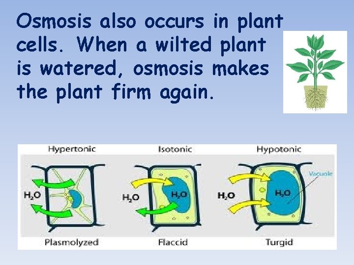 Osmosis also occurs in plant cells. When a wilted plant is watered, osmosis makes