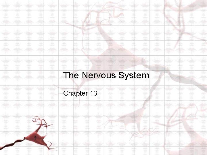 The Nervous System Chapter 13 The Nervous System Chapter 13