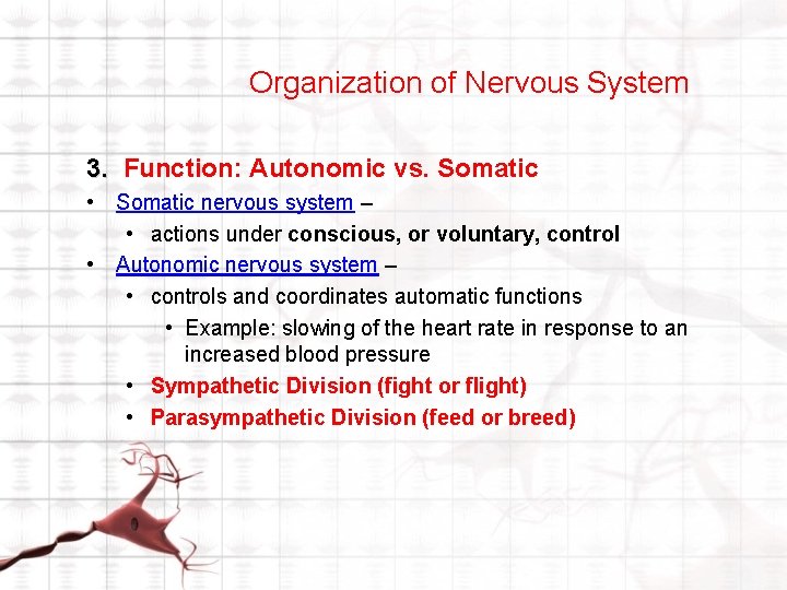 Organization of Nervous System 3. Function: Autonomic vs. Somatic • Somatic nervous system – Organization of Nervous System 3. Function: Autonomic vs. Somatic • Somatic nervous system –
