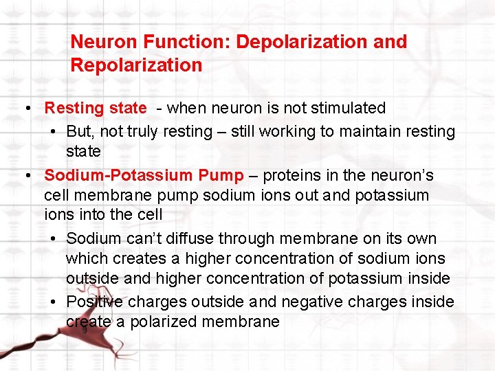 Neuron Function: Depolarization and Repolarization • Resting state - when neuron is not stimulated Neuron Function: Depolarization and Repolarization • Resting state - when neuron is not stimulated