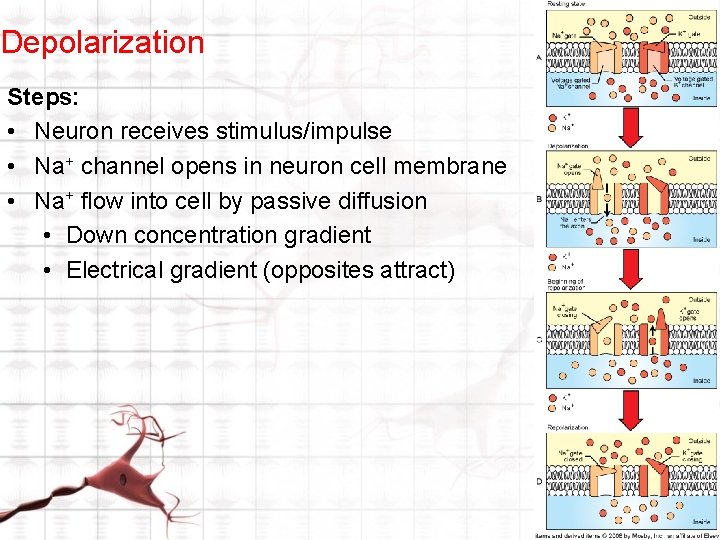 Depolarization Steps: • Neuron receives stimulus/impulse • Na+ channel opens in neuron cell membrane Depolarization Steps: • Neuron receives stimulus/impulse • Na+ channel opens in neuron cell membrane