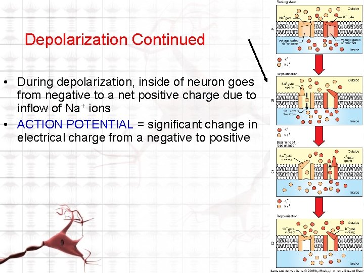 Depolarization Continued • During depolarization, inside of neuron goes from negative to a net Depolarization Continued • During depolarization, inside of neuron goes from negative to a net