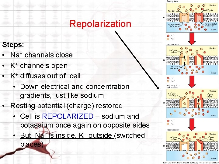 Repolarization Steps: • Na+ channels close • K+ channels open • K+ diffuses out Repolarization Steps: • Na+ channels close • K+ channels open • K+ diffuses out