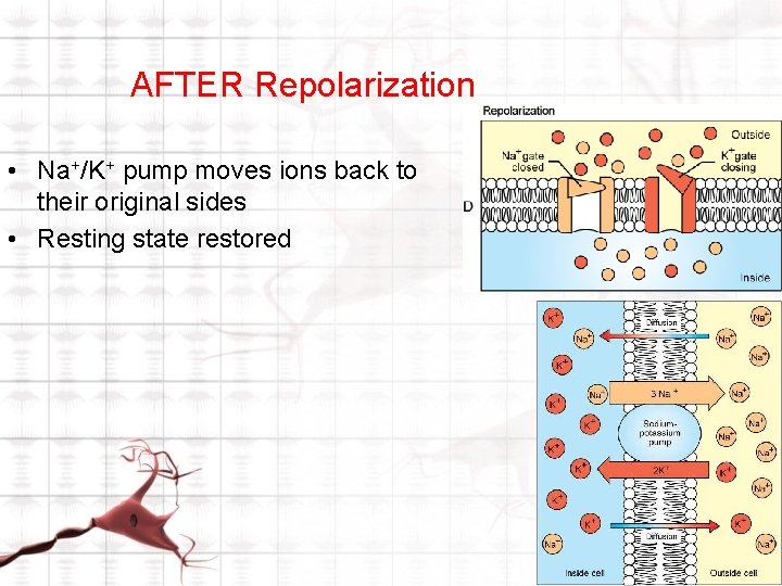 AFTER Repolarization • Na+/K+ pump moves ions back to their original sides • Resting AFTER Repolarization • Na+/K+ pump moves ions back to their original sides • Resting