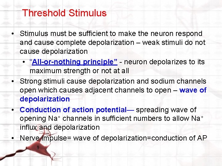 Threshold Stimulus • Stimulus must be sufficient to make the neuron respond and cause Threshold Stimulus • Stimulus must be sufficient to make the neuron respond and cause