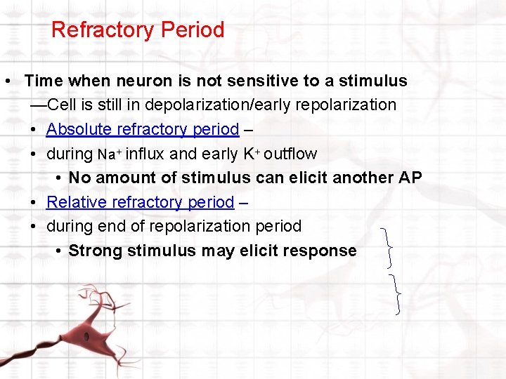 Refractory Period • Time when neuron is not sensitive to a stimulus —Cell is Refractory Period • Time when neuron is not sensitive to a stimulus —Cell is
