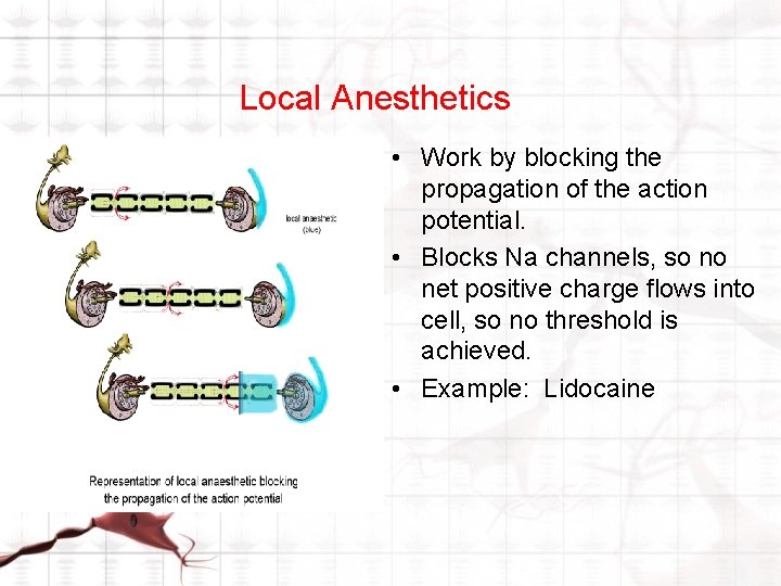 Local Anesthetics • Work by blocking the propagation of the action potential. • Blocks Local Anesthetics • Work by blocking the propagation of the action potential. • Blocks
