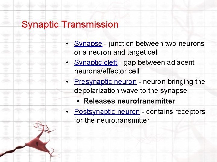 Synaptic Transmission • Synapse - junction between two neurons or a neuron and target Synaptic Transmission • Synapse - junction between two neurons or a neuron and target