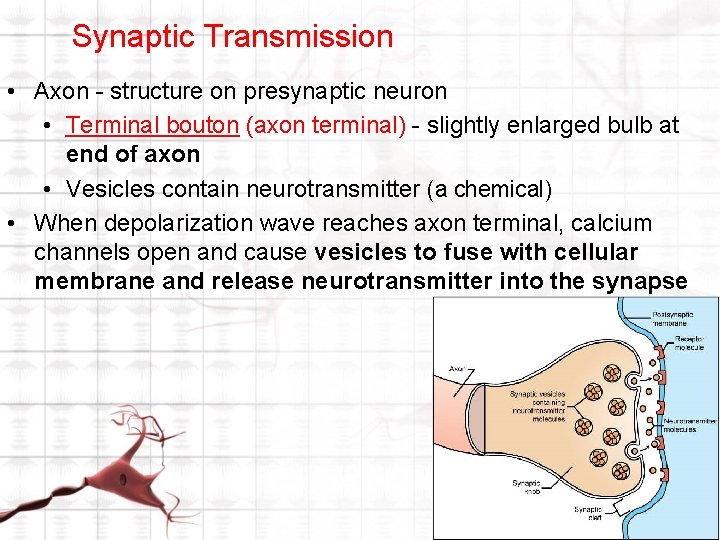 Synaptic Transmission • Axon - structure on presynaptic neuron • Terminal bouton (axon terminal) Synaptic Transmission • Axon - structure on presynaptic neuron • Terminal bouton (axon terminal)
