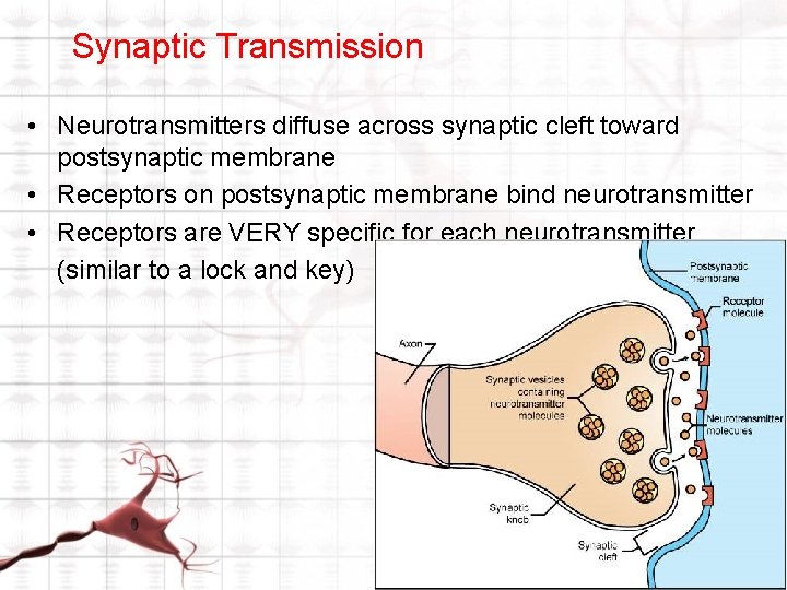 Synaptic Transmission • Neurotransmitters diffuse across synaptic cleft toward postsynaptic membrane • Receptors on Synaptic Transmission • Neurotransmitters diffuse across synaptic cleft toward postsynaptic membrane • Receptors on