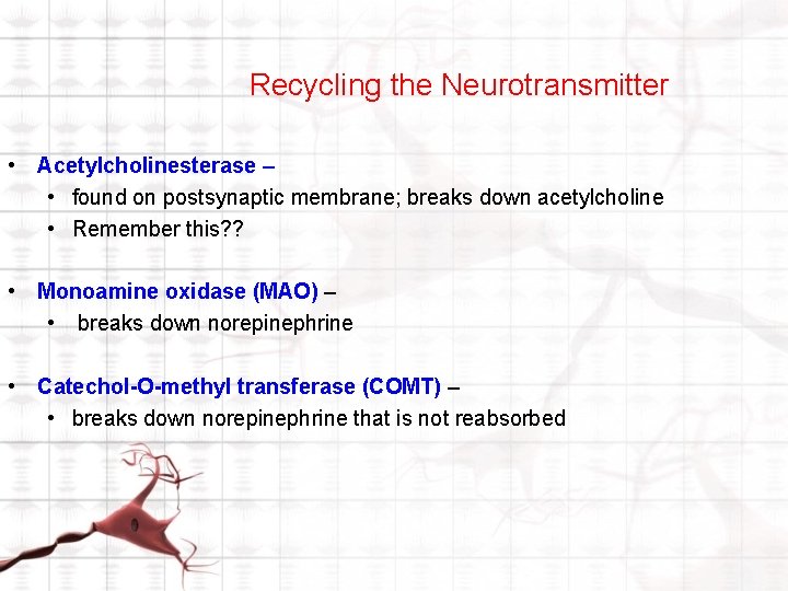 Recycling the Neurotransmitter • Acetylcholinesterase – • found on postsynaptic membrane; breaks down acetylcholine Recycling the Neurotransmitter • Acetylcholinesterase – • found on postsynaptic membrane; breaks down acetylcholine