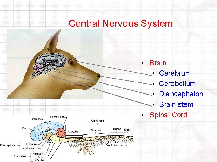 Central Nervous System • Brain • Cerebrum • Cerebellum • Diencephalon • Brain stem Central Nervous System • Brain • Cerebrum • Cerebellum • Diencephalon • Brain stem