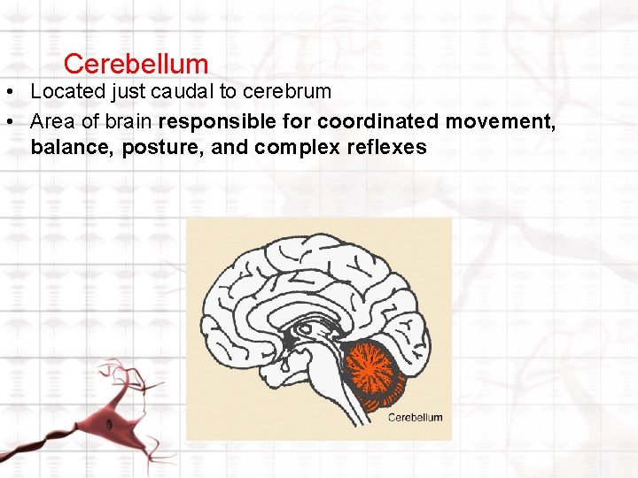 Cerebellum • Located just caudal to cerebrum • Area of brain responsible for coordinated Cerebellum • Located just caudal to cerebrum • Area of brain responsible for coordinated