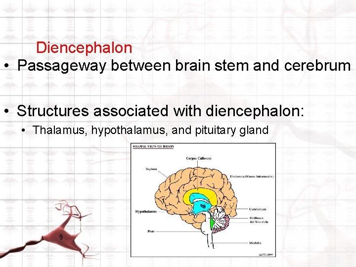 Diencephalon • Passageway between brain stem and cerebrum • Structures associated with diencephalon: • Diencephalon • Passageway between brain stem and cerebrum • Structures associated with diencephalon: •