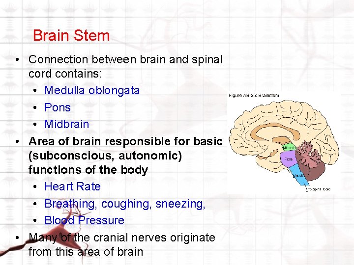 Brain Stem • Connection between brain and spinal cord contains: • Medulla oblongata • Brain Stem • Connection between brain and spinal cord contains: • Medulla oblongata •