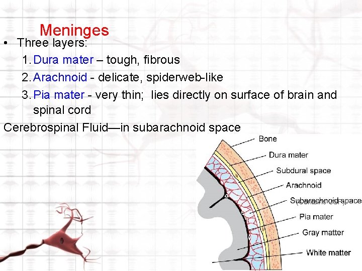 Meninges • Three layers: 1. Dura mater – tough, fibrous 2. Arachnoid - delicate, Meninges • Three layers: 1. Dura mater – tough, fibrous 2. Arachnoid - delicate,