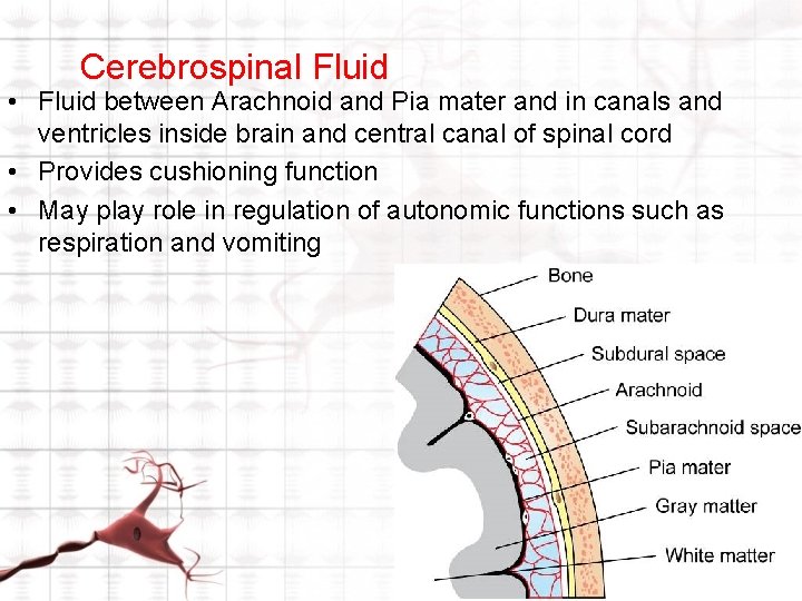 Cerebrospinal Fluid • Fluid between Arachnoid and Pia mater and in canals and ventricles Cerebrospinal Fluid • Fluid between Arachnoid and Pia mater and in canals and ventricles