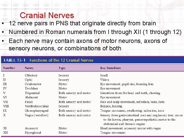 Cranial Nerves • 12 nerve pairs in PNS that originate directly from brain • Cranial Nerves • 12 nerve pairs in PNS that originate directly from brain •