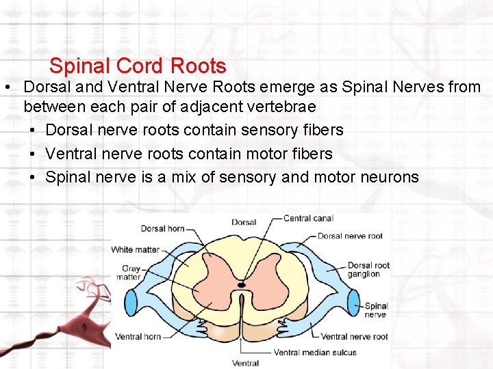 Spinal Cord Roots • Dorsal and Ventral Nerve Roots emerge as Spinal Nerves from Spinal Cord Roots • Dorsal and Ventral Nerve Roots emerge as Spinal Nerves from