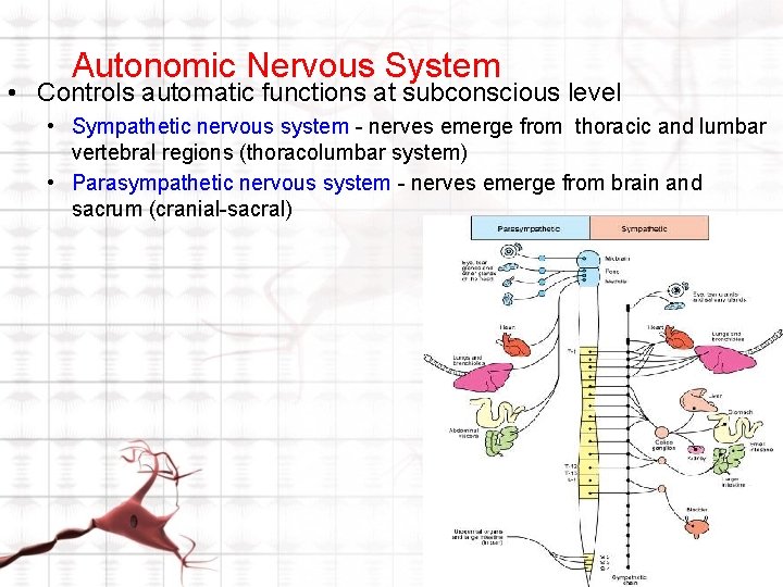 Autonomic Nervous System • Controls automatic functions at subconscious level • Sympathetic nervous system Autonomic Nervous System • Controls automatic functions at subconscious level • Sympathetic nervous system