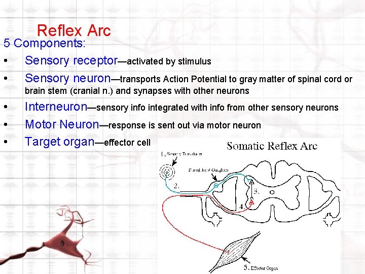 Reflex Arc 5 Components: • Sensory receptor—activated by stimulus • Sensory neuron—transports Action Potential Reflex Arc 5 Components: • Sensory receptor—activated by stimulus • Sensory neuron—transports Action Potential