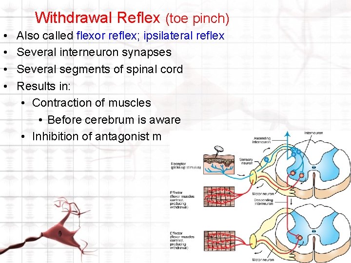 Withdrawal Reflex (toe pinch) • • Also called flexor reflex; ipsilateral reflex Several interneuron Withdrawal Reflex (toe pinch) • • Also called flexor reflex; ipsilateral reflex Several interneuron