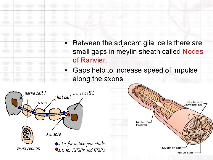 • Between the adjacent glial cells there are small gaps in meylin sheath • Between the adjacent glial cells there are small gaps in meylin sheath