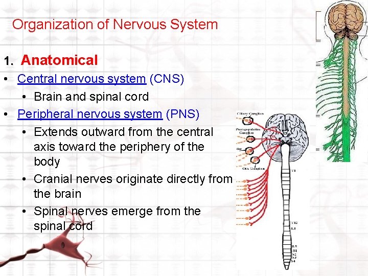 Organization of Nervous System 1. Anatomical • Central nervous system (CNS) • Brain and Organization of Nervous System 1. Anatomical • Central nervous system (CNS) • Brain and