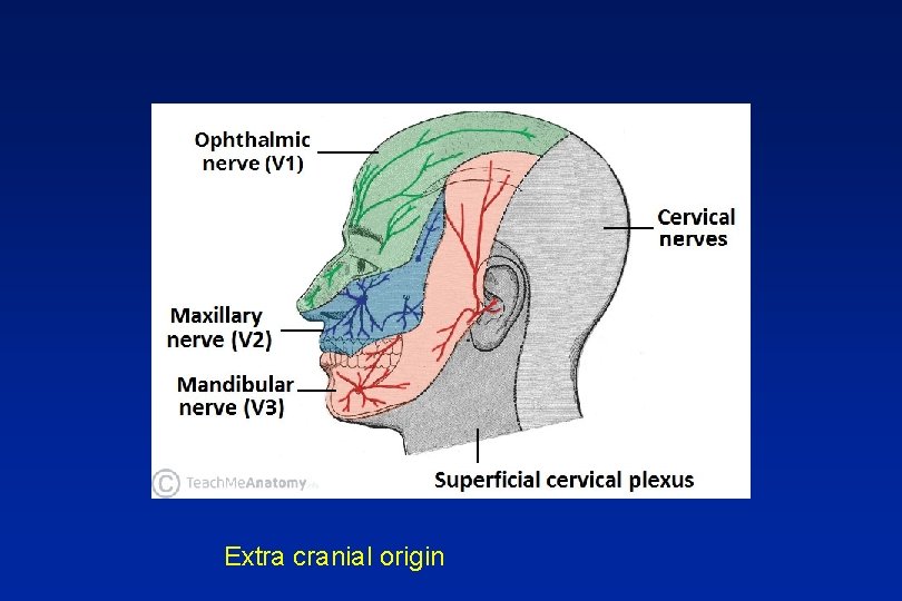 Extra cranial origin 