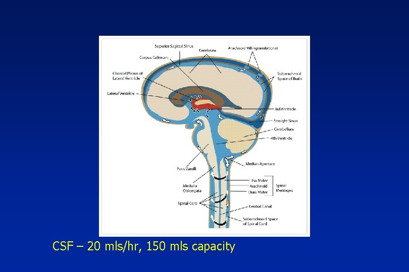 CSF – 20 mls/hr, 150 mls capacity 