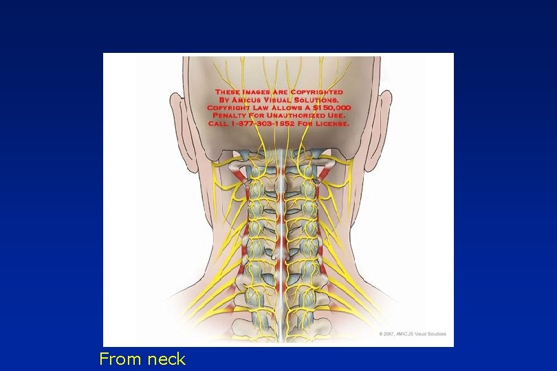 From neck 