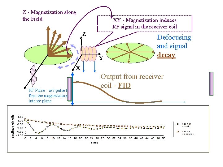 Z - Magnetization along the Field XY - Magnetization induces RF signal in the